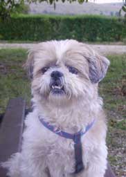 Photo de la shih-tzu Nova utilise comme modle pour son dessin